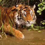 Warangal Eturnagaram Sanctuary: Best Wildlife Attraction Place